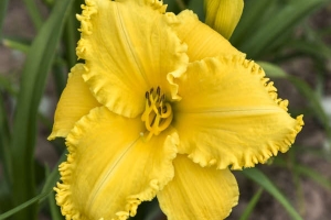 Hemerocallis 'Erin Lea' New 2024